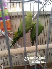  2 جوز ذرة الطيرة اليفه