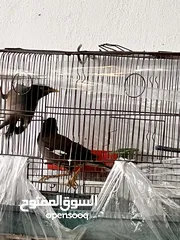  10 جوز طائر المينا اقرأ الوصف