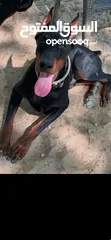  4 Male Doberman 1.5 year