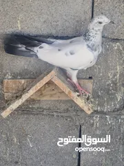  1 مخلف عمبر سره للبيع