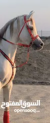  2 حصان مصري بيور