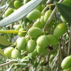  3 مطلوب زيت زيتون