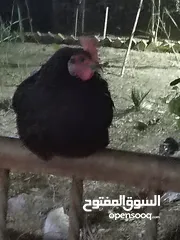  4 دجاج للبيع