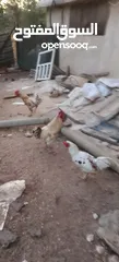  3 أرانب عدد7 كبير و2 صغير ديك حبش ديوك بلدي عدد 5