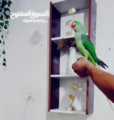  1 للبيع ببغاء تيمنا صلاة النبي صحة و جمال ثوب وريش كامل متكلم