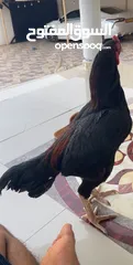  1 طير ميوالي
