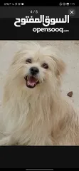  1 كلب ذكر اليف