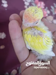  2 فرخ روز اصفر عيون حمر