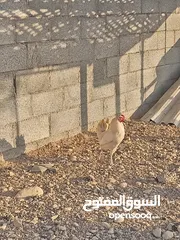  9 3ديك باكستاني للبيع
