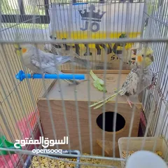  6 زوج طيور ببغاء كوكتيل
