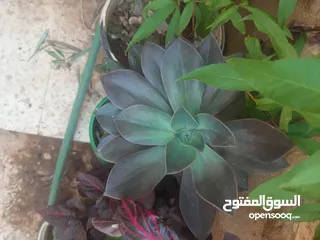  9 زريعه زينه للبيع