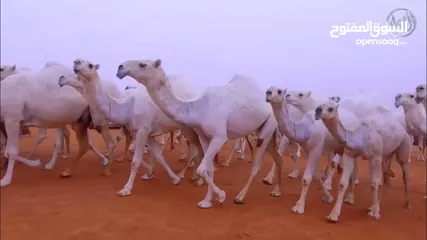 1 حلاقة وغسيل ابل لي جميع مناتق الكويت