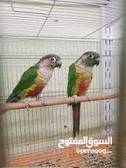  1 ببغاء كنيور كرين شيك