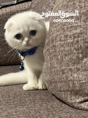  1 سكوتش فولد عمر 6 شهور اسمه فلفل