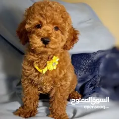  1 Adorable Poodle puppies