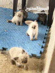  8 قطط هيمالايا للبيع