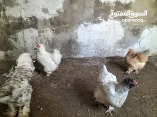  5 جاج براهمه سوبر