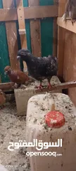  6 حمام مشكل للبيع