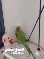  5 ببغاء درارة هندي ذكر كوكو عمر سنتين مطوق اليف جدا ما بعض نهائي لعوب بحب الاطفال