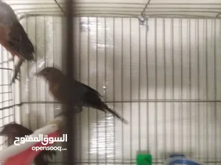  8 طيور كناري لون مخملي  للبيع المستعجل ( اقرأ الوصف جيدا )