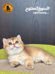  19 High-level British Shorthair kittens with pedigree