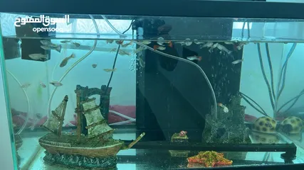  1 Fish aquarium