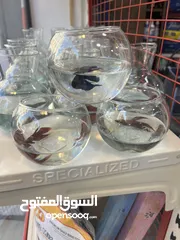  8 سمك فايتر هاف مون طفرات وأحجام وألوان تشكيلة خرافية هاف مون