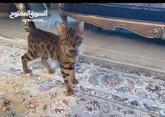  1 Pure bengal cat serious buyers only