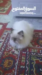  1 قط شيرازي نوع ايراني