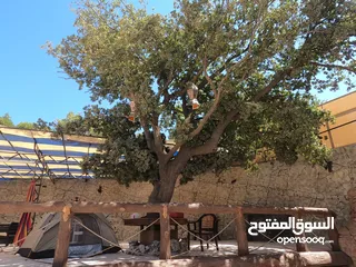  11 شالية رمسيس  Ramesses Chalet وسط اجمل غابات عجلون أطلالة بانورامية