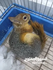  18 للبيع اليفة ونشطة وسهلة التربية عمر 7-6 اشهر بالصلاة على النبي لعشاق الحيوانات المميزة