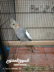  9 متاح جوز حب وحبه كوكتيل للبيع اقرا التفاصيل جيدا