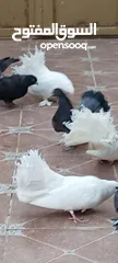  3 حمام هزاز للبيع