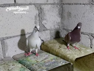  3 جواز حمام شغلات ميه بل ميه