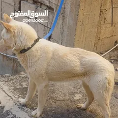  8 اناثي هاسكي في الزرقاء جنب مجمع الجديد جناعه