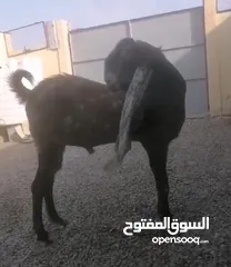  4 السوق المفتوح