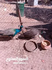  6 جوز طاووس هندي
