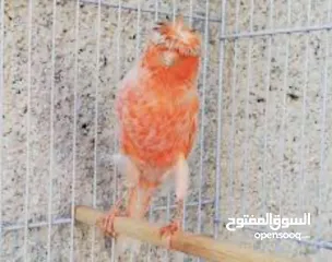  2 يوجد طيور كناري مميزة وجميلة في الخليل
