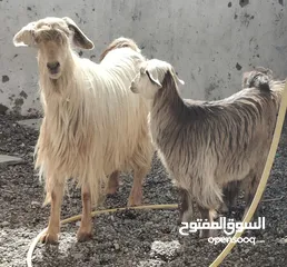  1 شاه هي وبنتها من حلال الجواميد بيور درجه اولى سمان تبارك الله فرصة الي يدور شي طيب