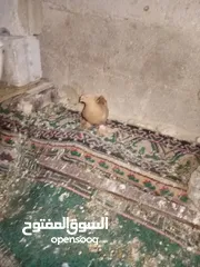  6 متاح طواير حلوات شغلات مكفولات شغل كينه شغل ماشاء الله