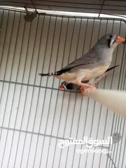  16 ثلاث جواز جانبو  جنه جوز تحتهم بيض