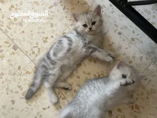  6 بريتش سلفر بيوووور