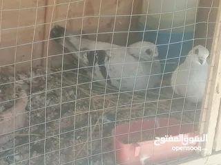  27 حمام للبيع