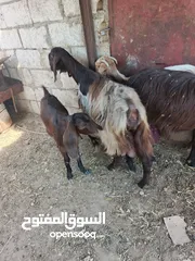  5 تبارك الله موجود عنزين كفاله حليب السن ريشه الحبه وجمع نظيف موجود شعاري اثنتين لحم ومقنوي يقطع من 17