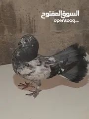  3 حمام هزاز للببع