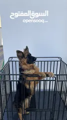  1 German Shepherd puppy (female)