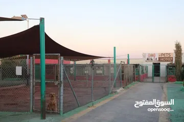  24 كلاب جيرمن شيبرد وجولدن ريتريفر مدربين وغير مدربين