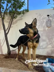  2 كلاب نوع جيرمن للبيع ذكرالعمر 10 شهور