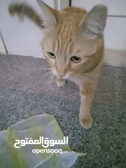  2 قطه لطيفه ونظيفه للتبني  Beautiful and clean cat For adoption