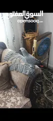  2 ببغاء كاسكو متحدث نمبر ون اليف عجينه محجل حجل فضي بطلع على الايد وما بعض نهائيا شوف الوصف